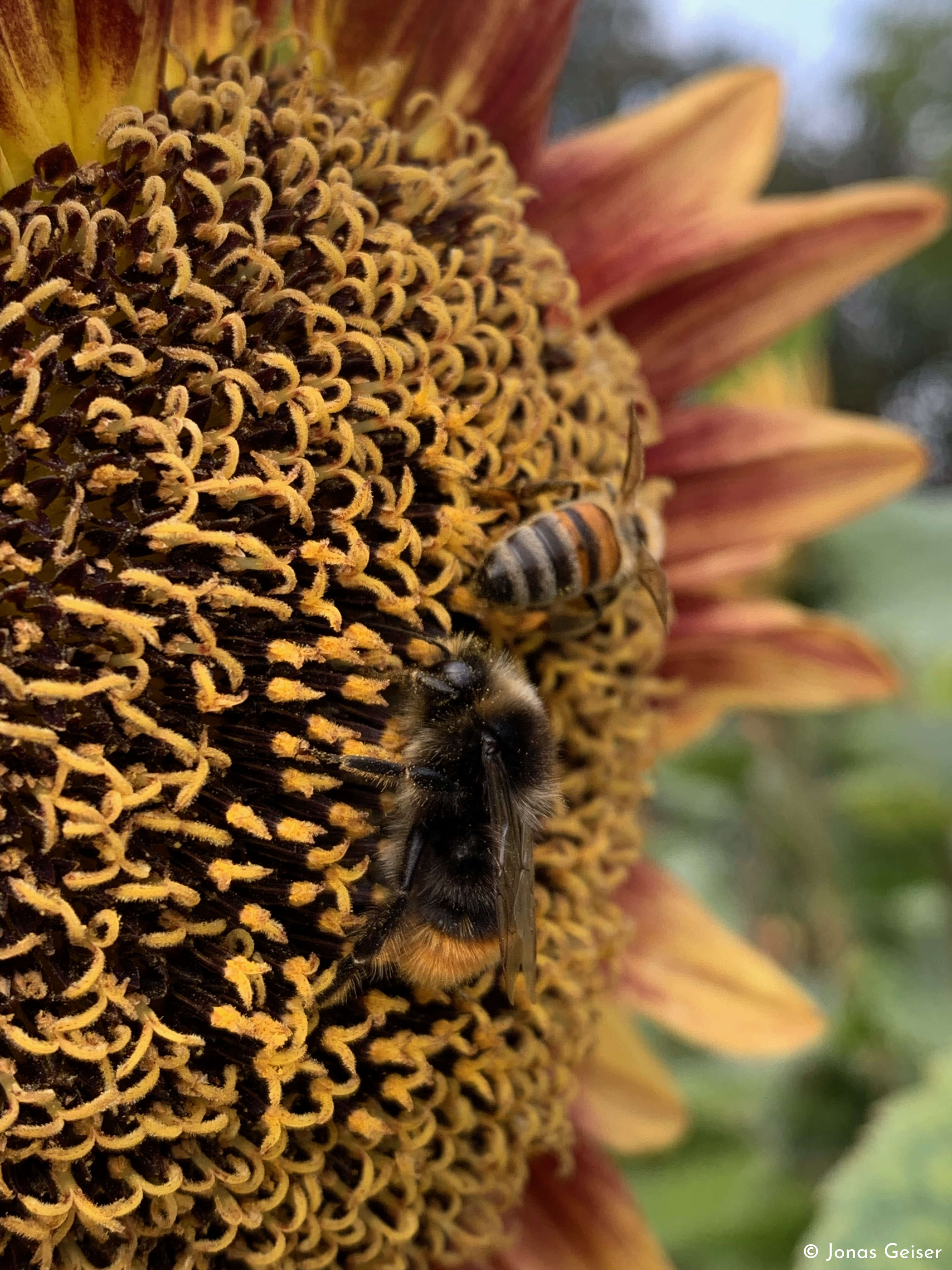 Bee on a flower