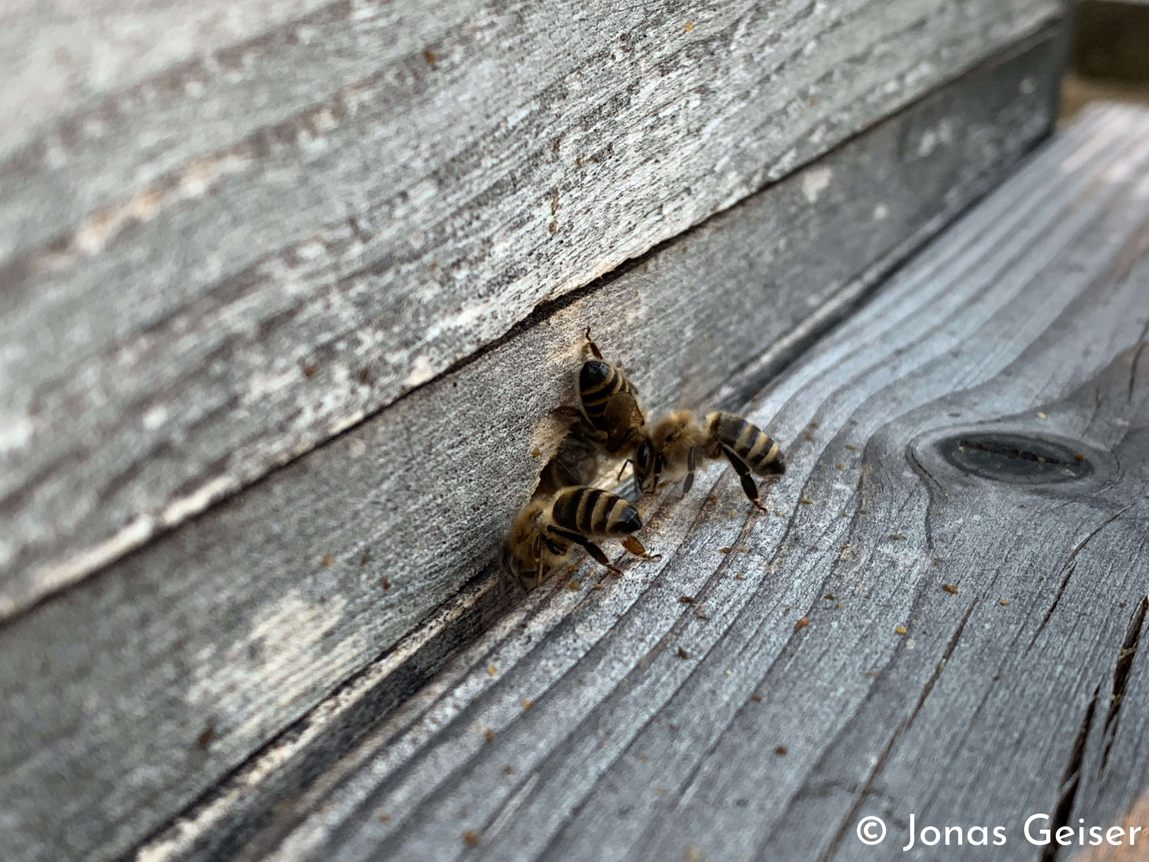 Bees