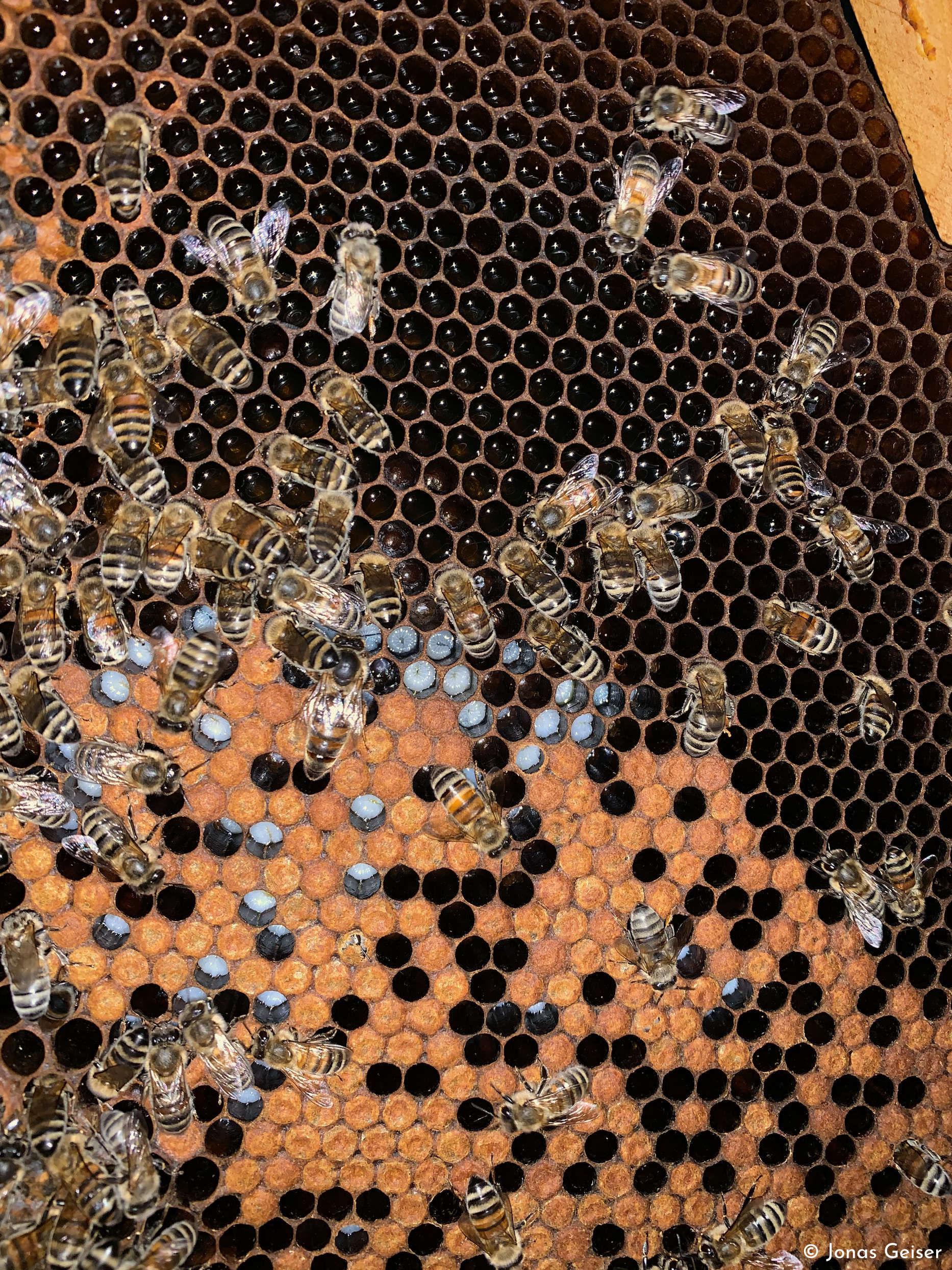 Honeycomb